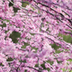 Illustration for article titled Shooting Challenge: Spring Gallery 3